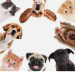 Pets before bets.