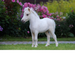 |~| Cherry Tree Riding Academy |~|
