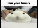 ._._bunny_._.