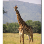 Giraffe happiness