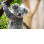 koala_Peoples
