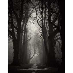 FOREST