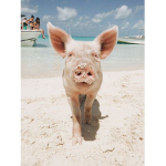 Lesa’s Pigs!
