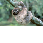 slothtastic squad (legit)