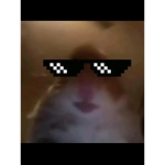 Hammy cultt