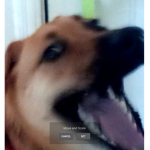 Galaxy wolf meme group
