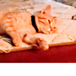 Lilly cats