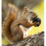 SQUIRREL and DOGS