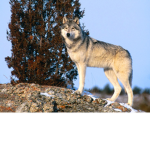 DOGS NATION