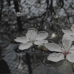 ⋆ Last Rain ⋆