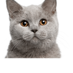 #Cats Rule!
