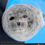 Not A Small Seal