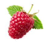 RedBerry Team