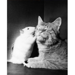 The Underground Rat and Cat Alliance