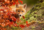 Sprit fox