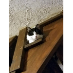 #CANDY #CATS