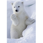 Polar_Bear_Squad