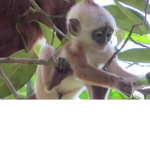 Save the Monkeys