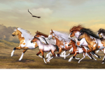 The hearts of the wild horses