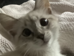 catcolis