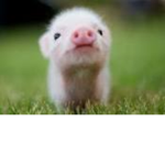 pig agency