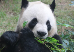 Cute panda gruppe
