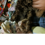 CATS UNITED [cats rule]