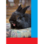 Le Bunny Kingdom