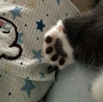 naivecats