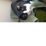 Moo kitty