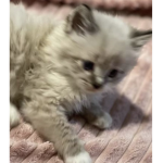 Cakepets