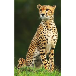 Cheetah spots