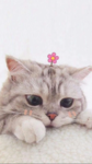 Super_kittys