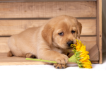 Land of puppies