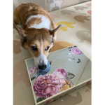 夢族