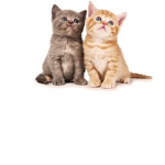 Cats and kitten fans