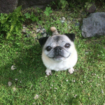 cool image of dog