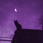 [DREAMSCAPE]