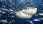 ! Sharkies ?
