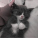 *-Kittiez-*