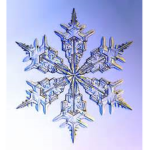 SnowFae Studios