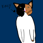 Cats corner