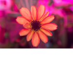 💜Beauty Flowers💜