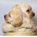 #A puppy is BLUE