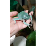 frog on a #########