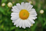 Project BeeKind