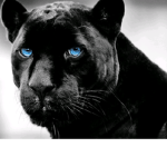 wild_crew