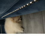 ELVIN DA CRAY POMERANIAN