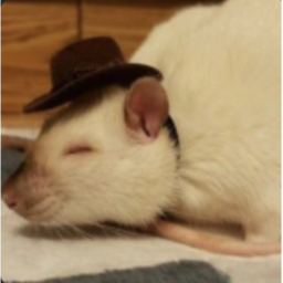 🐀