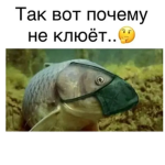 Milkivanilku